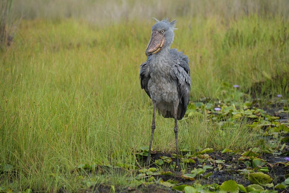 Shoebill stork in Uganda Murchison Falls