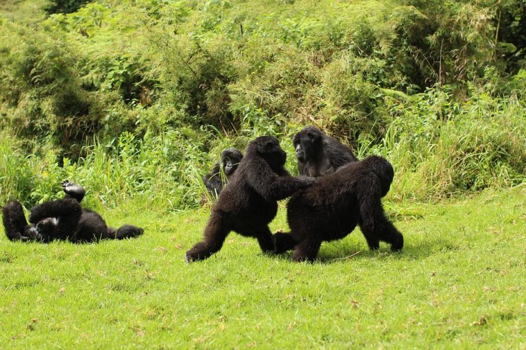 Susa A Gorilla Trekking