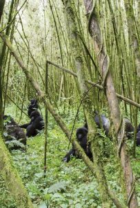 Gorilla trekking in Rwanda