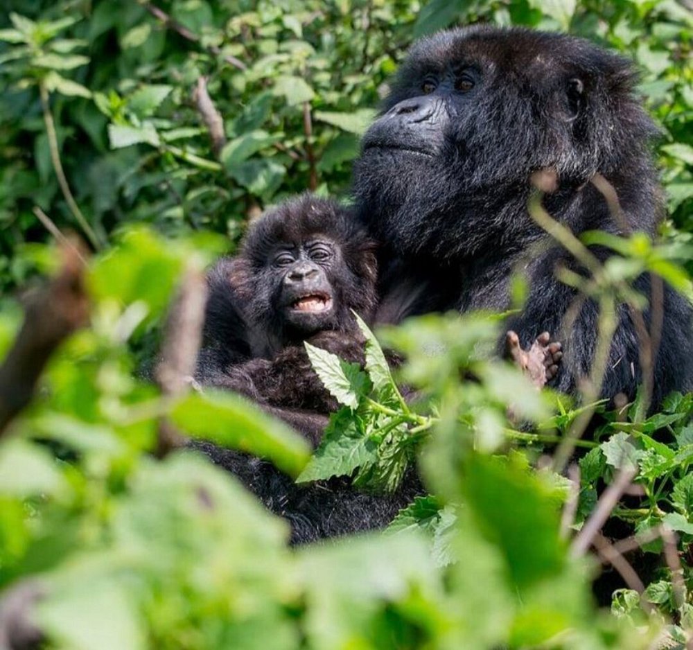 Rwanda Gorilla Trekking