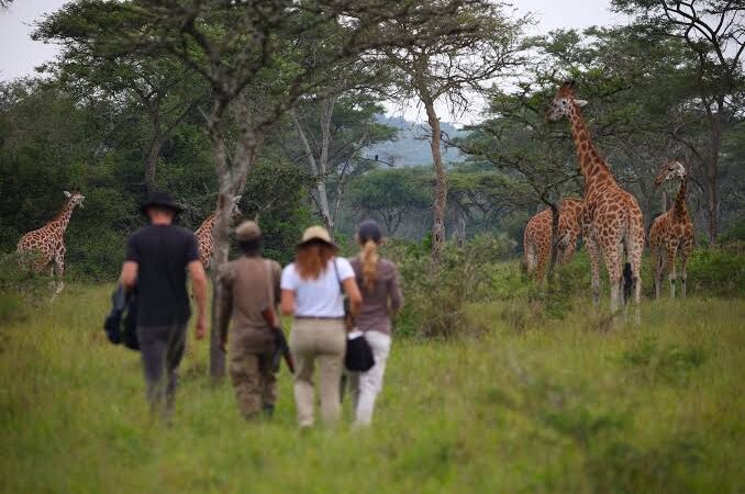 Lake Mburo Walking safaris