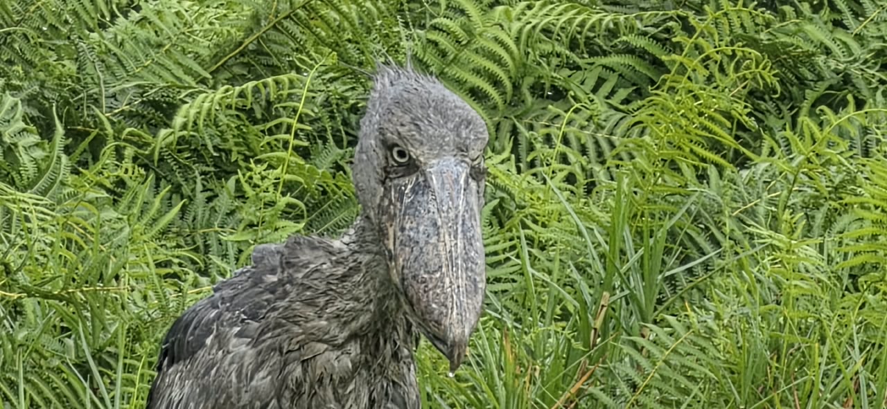 Shoebill Stork in Mabamba