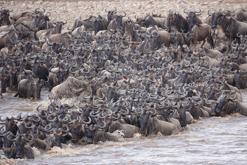 10 Days Mara River crossing & gorilla trekking
