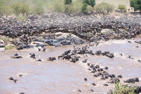 Mara River Crossing