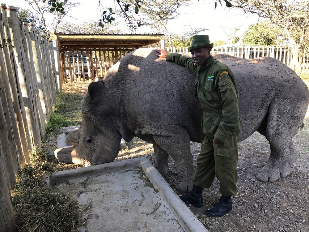 Northern white rhino Fatu with ranger Ol Pejeta Conservancy Kenya