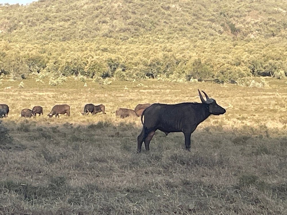 Buffalo herd grazing in Hell's Gate National Park Kenya