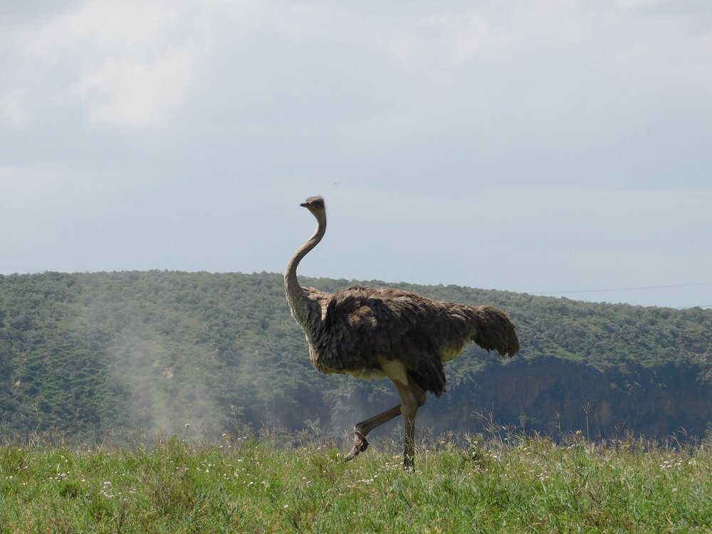 Ostrich striding across Hell's Gate National Park plains