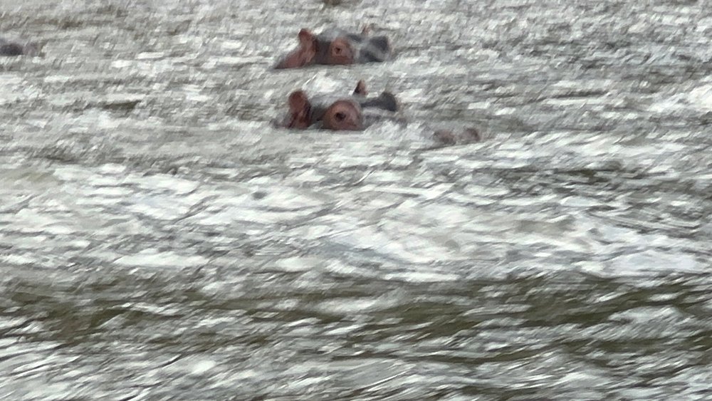 Hippos submerged in Lake Naivasha close to Hell's Gate