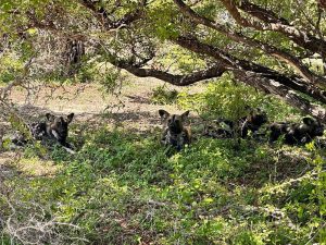 Superfine Safaris Limited
