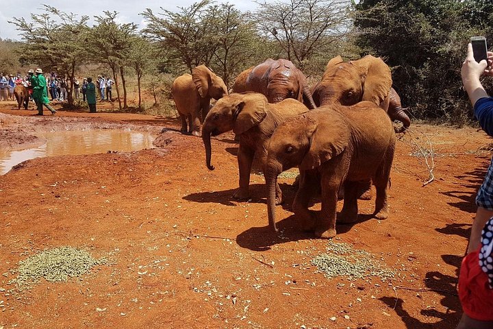Baby elephants David Sheldrick Wildlife Trust Elephant Orphanage Nairobi day trip