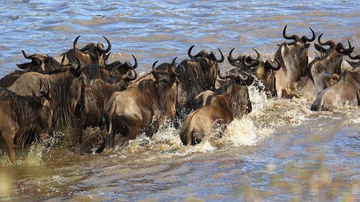 Best season for wildebeest migration in Masai Mara